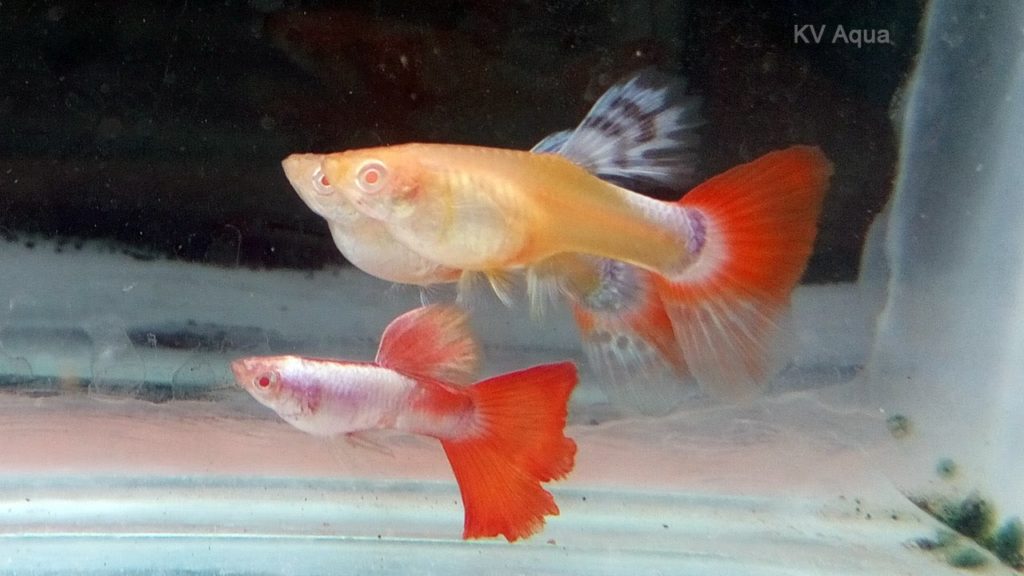 Albino Guppy cu coadă roșie