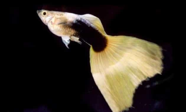 Guppy galben pe jumătate negru