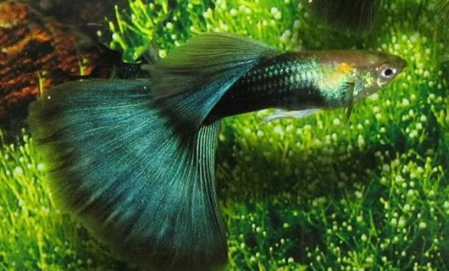 Guppy verde pe jumătate negru.