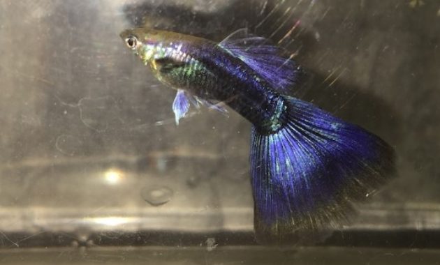 Jumătate Guppy Violet Negru