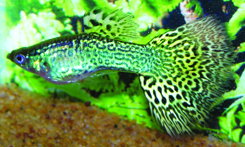 Cobra verde Guppy.
