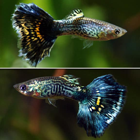 Guppii de cobra albastră.