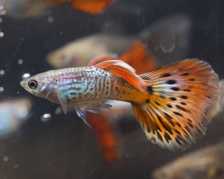 Guppy masculin cobra roșie.