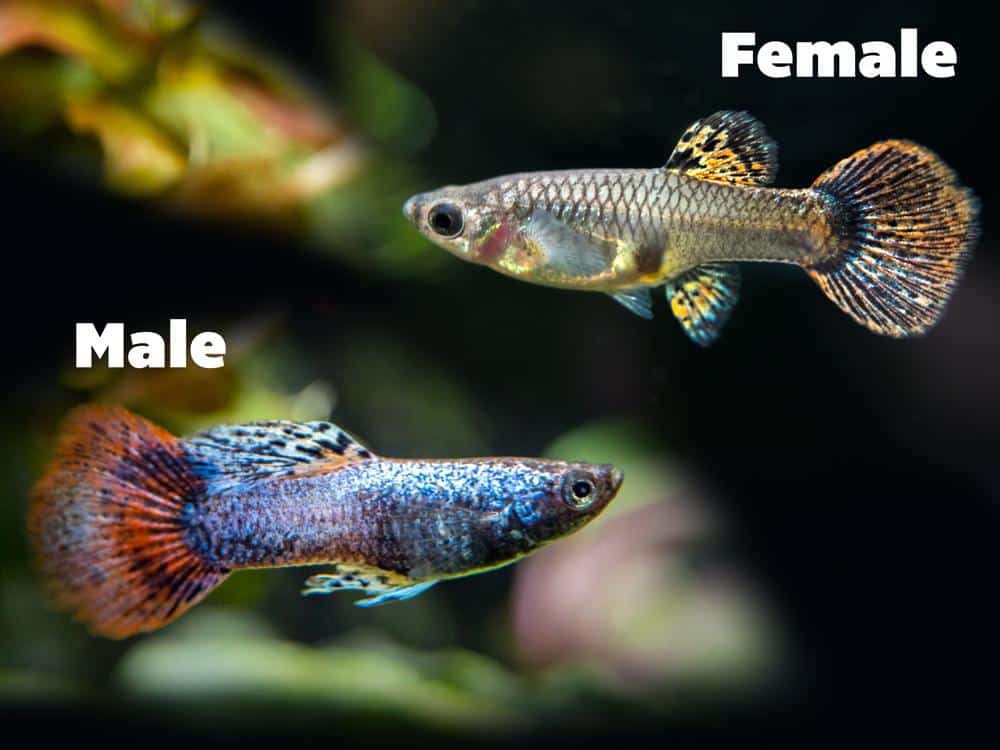 Femei și bărbați Magenta Guppies.