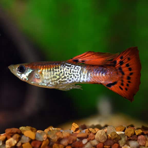 Guppy de cobra roșie.