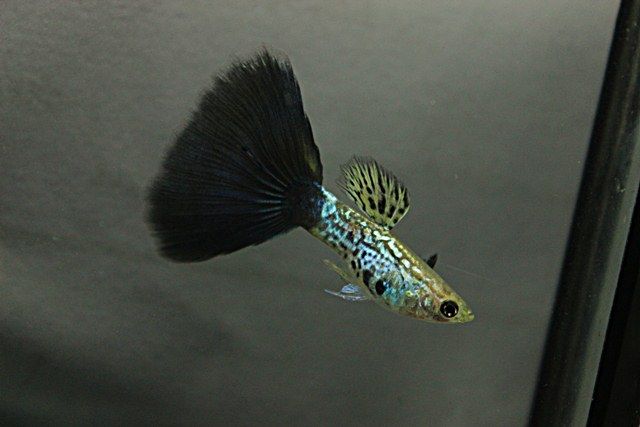 Cobra neagră Guppy.