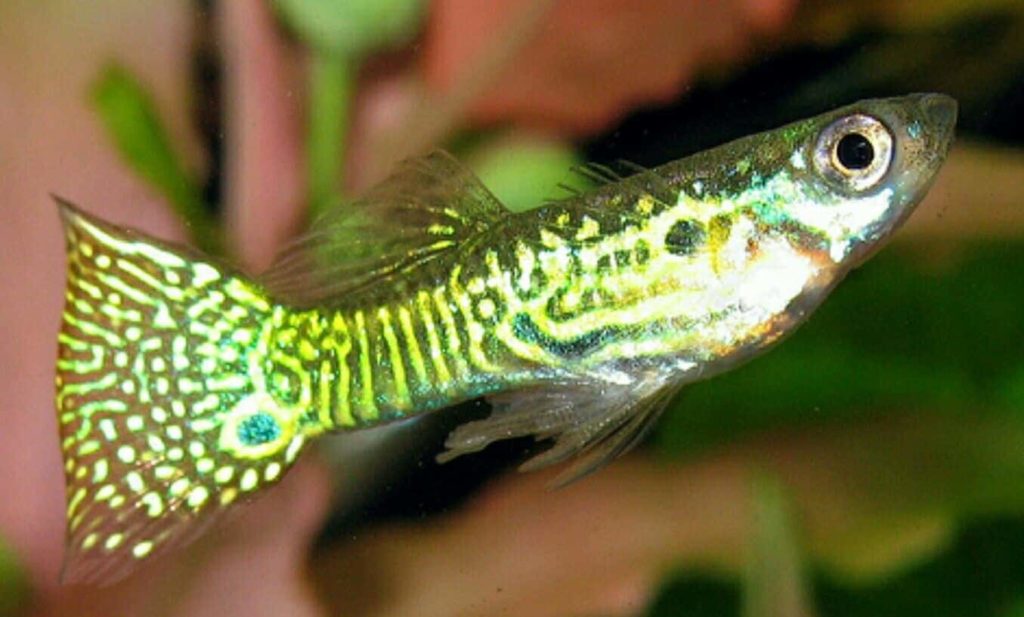 Guppy din piele de șarpe de aur.