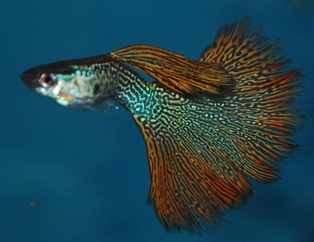 Guppy din piele de șarpe roșie.