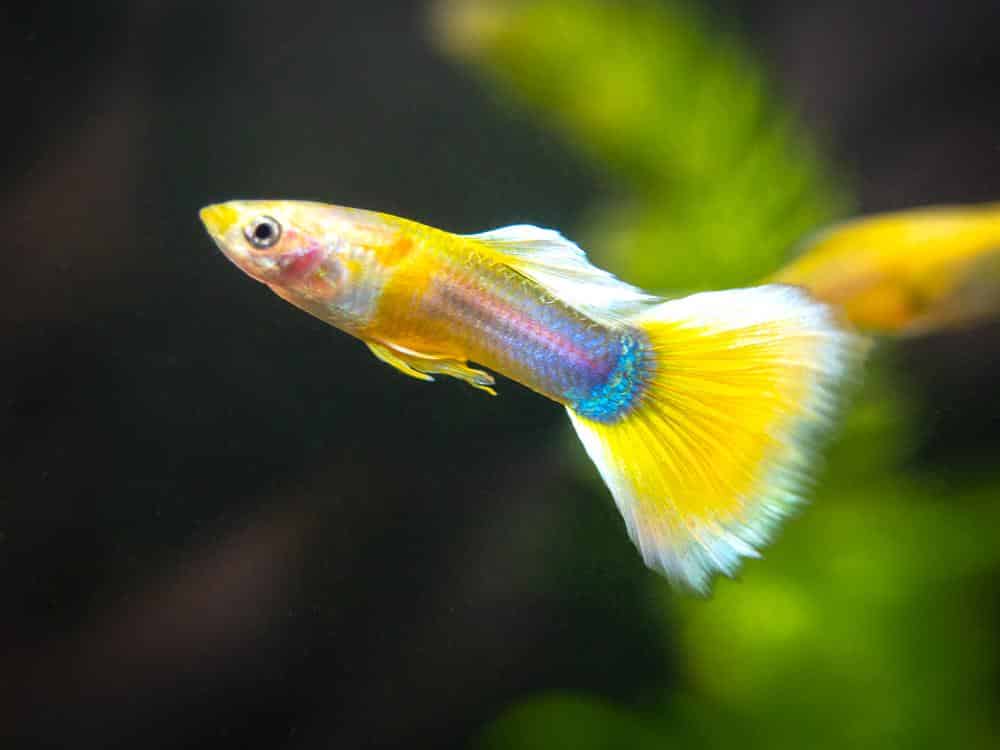 Smoking galben Guppy.