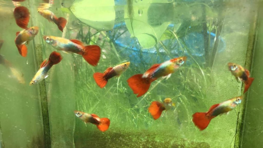 Tuxedo Guppy roșu / auriu