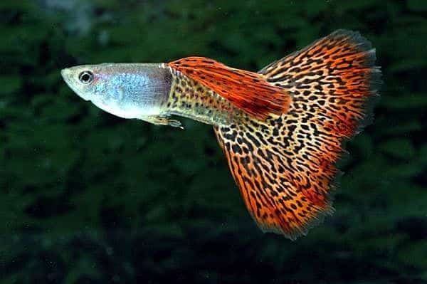 Guppy de coadă de leopard.