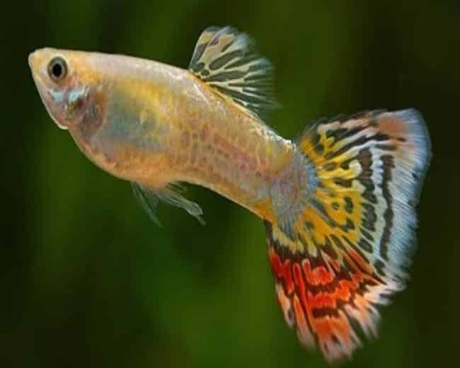 Guppy de coadă de leopard galben.