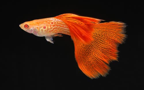 Guppy Albino Lace Tail.