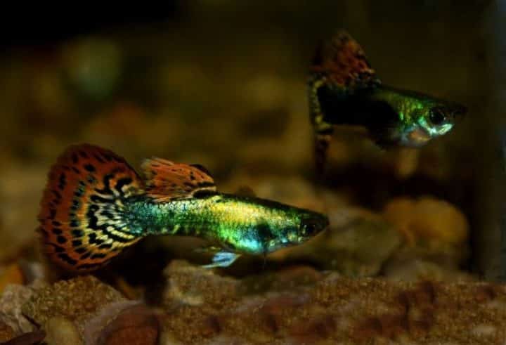 Metal Mosaic Tail Guppy.