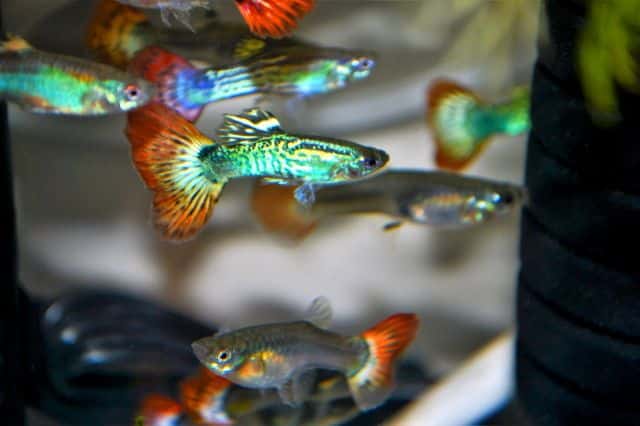 Guppy Fire Tail