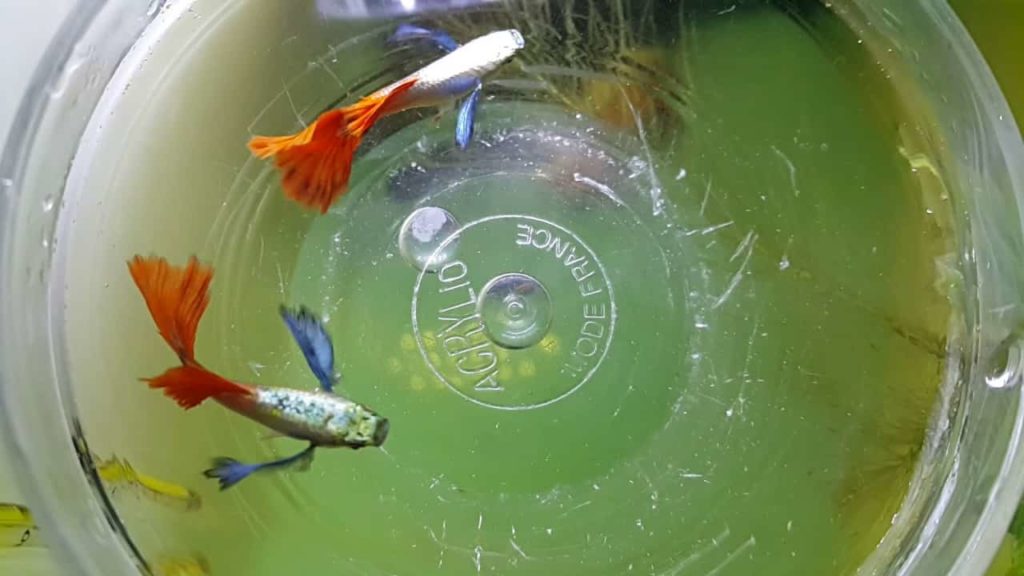 Guppy cu coadă de foc de platină