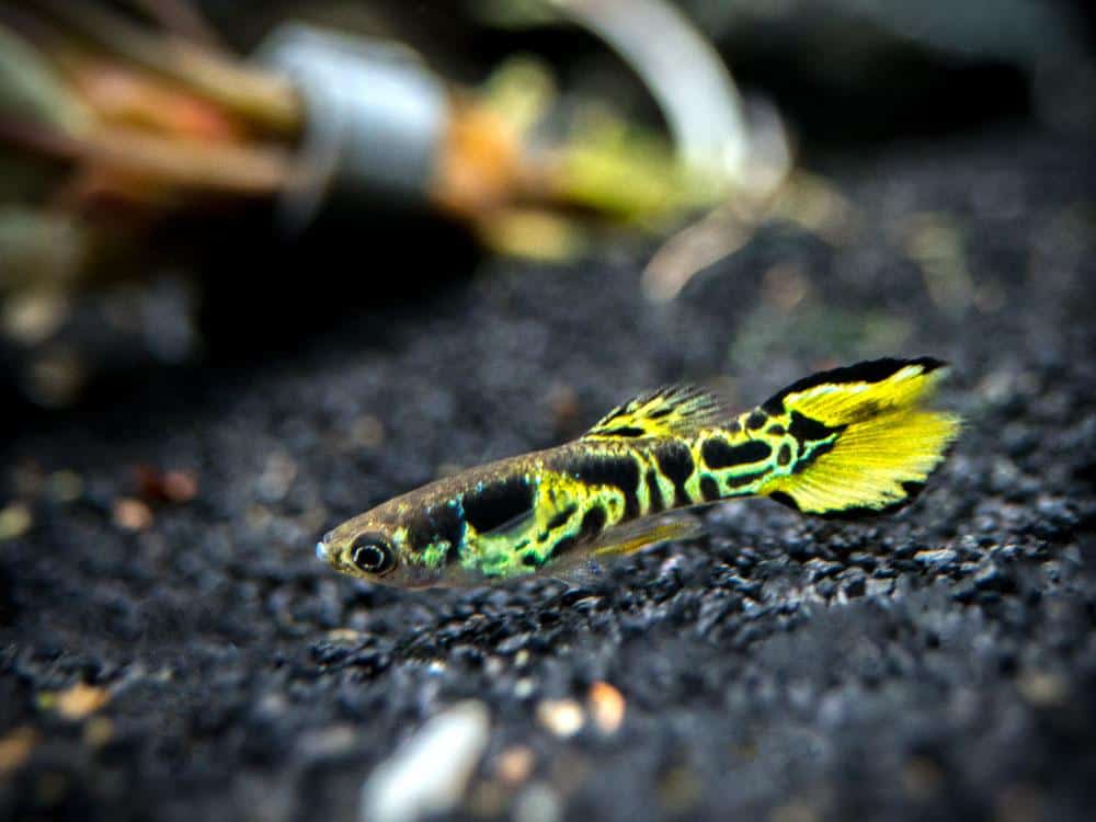 Galben Endler Guppy.