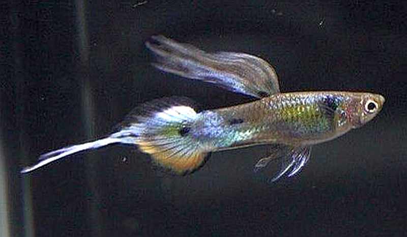 Pin Coada Ace Coada Guppy