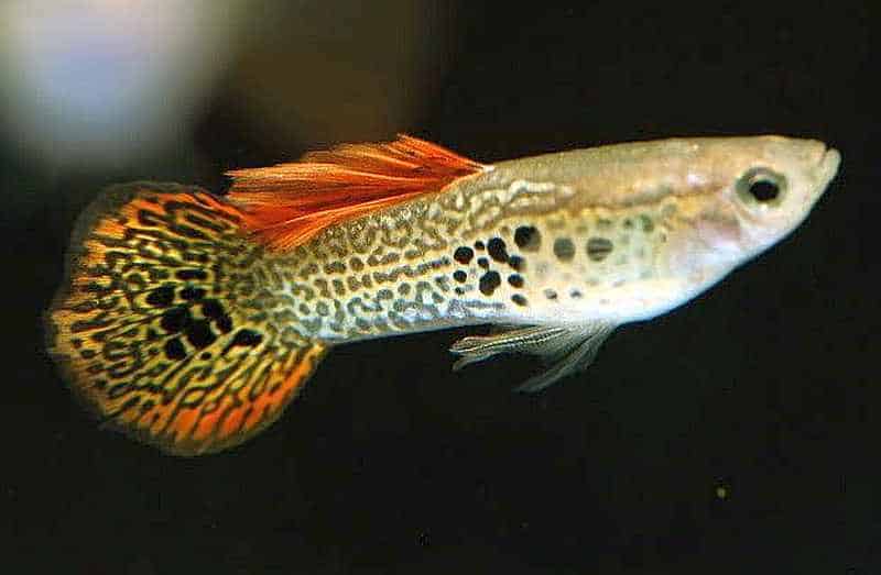 Guppy cu coadă rotundă