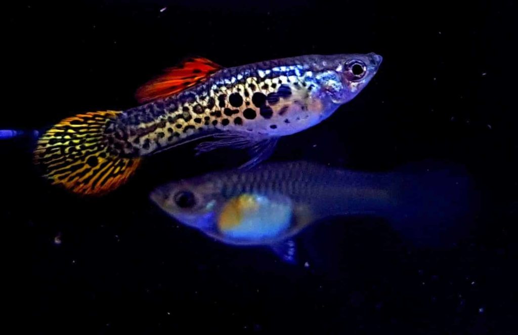 Guppy de coadă rotundă.