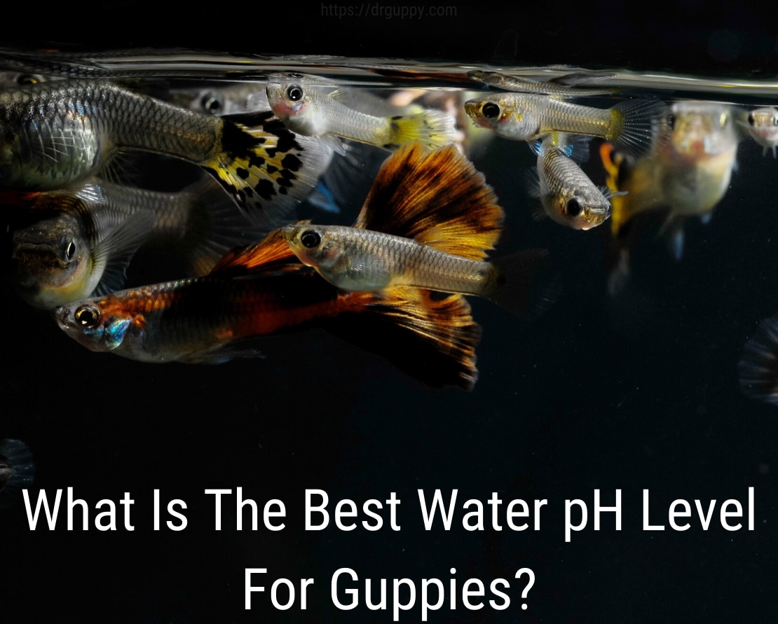 Guppy Fish Water PH Level - Număr ideal