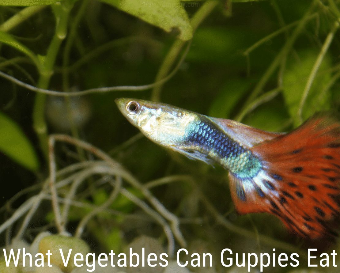 Ce legume pot mânca guppii