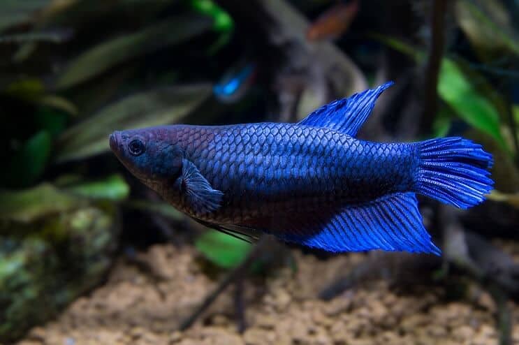 Femelă Betta Fish