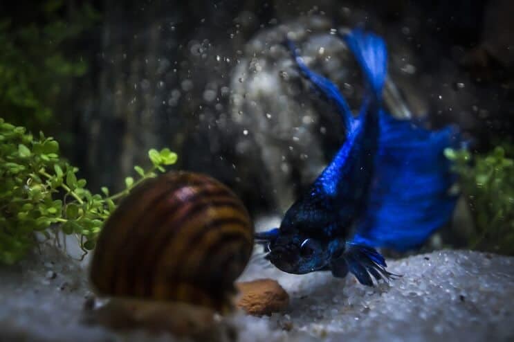 Betta și Snail