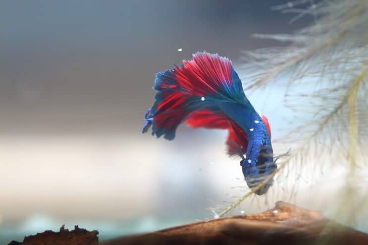 Betta Colectând ouă