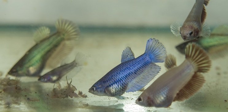 Hrănirea lui Betta Fry