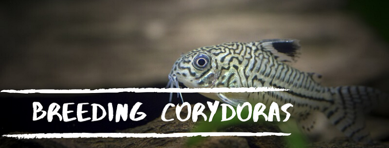 Corydoras de reproducere