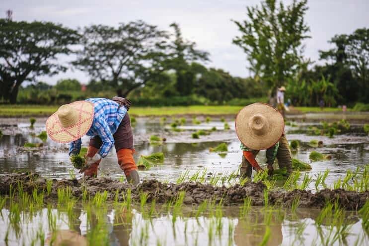 Orezuri în Thailanda