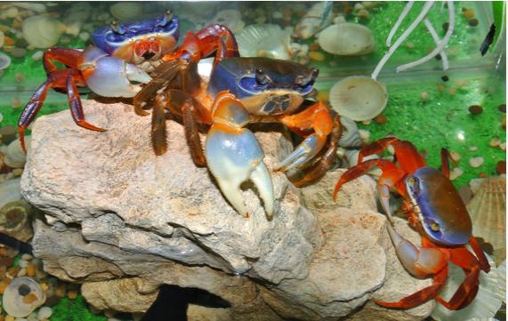 crab curcubeu