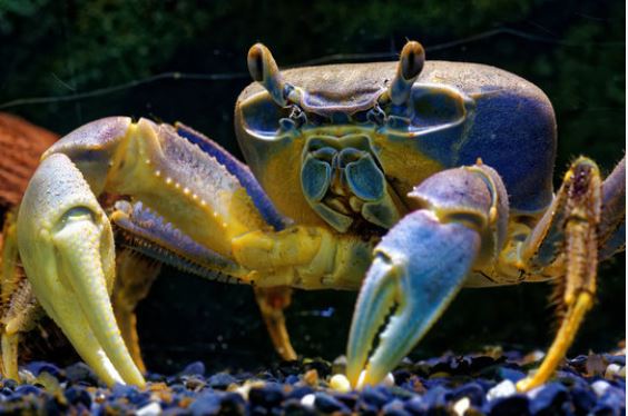 crab curcubeu