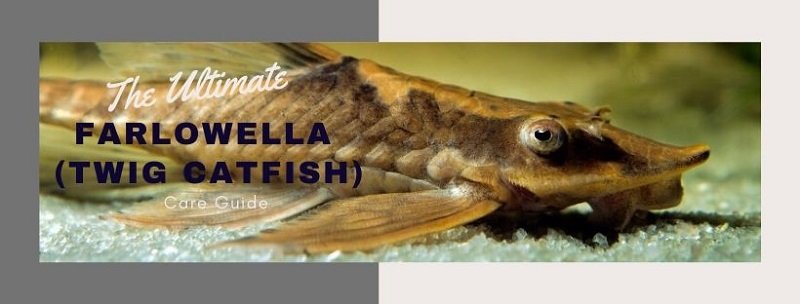 Ghidul de îngrijire pentru Farlowella Ultimate (Twig Catfish)