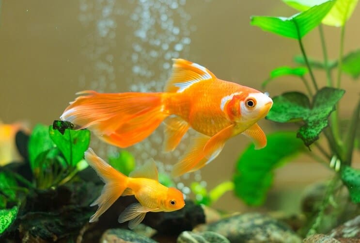 Goldfish într-un acvariu