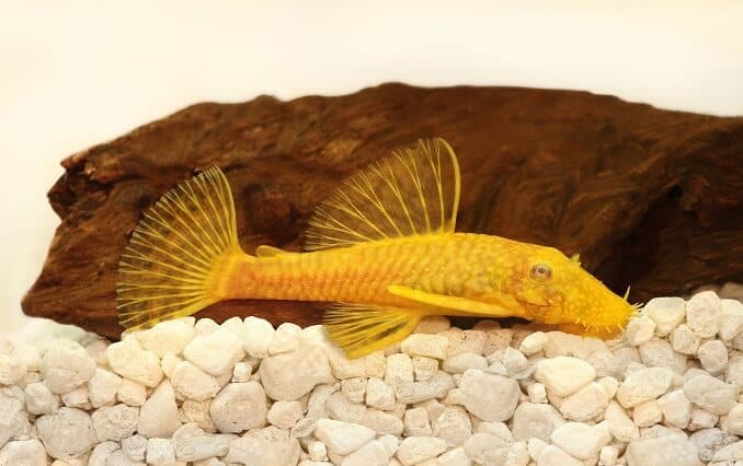 Aur Ancistrus pleco somn Pește de acvariu cu nas de păr