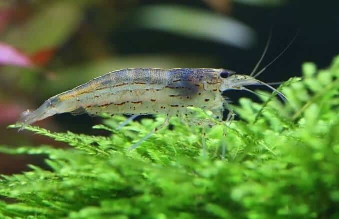 Crevete Amano