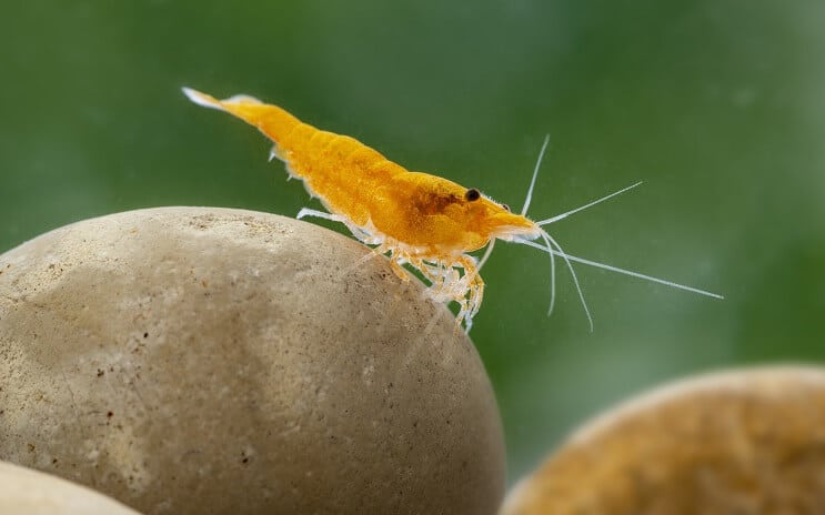 Neocaridina Creveți