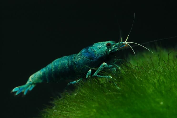 Creveți Blue Bolt
