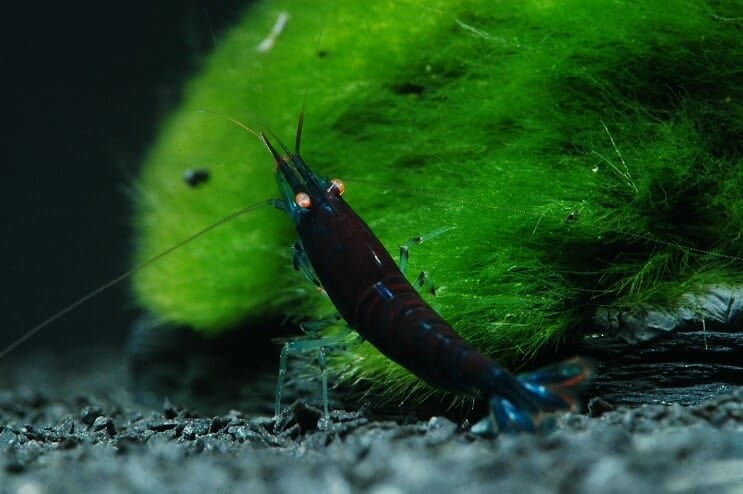 Crevete Tiger Albastru