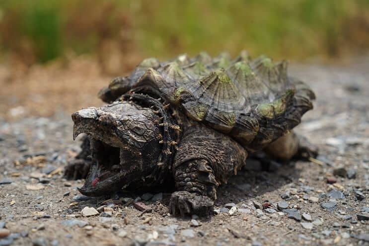 Broască țestoasă aligator