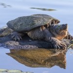 Turtle Snapping on Rock