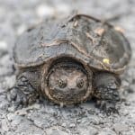 O broască țestoasă pentru bebeluși