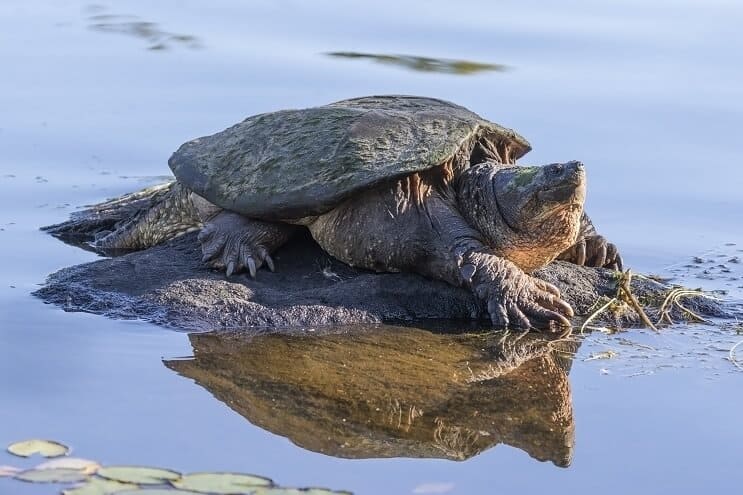 Turtle Snapping on Rock