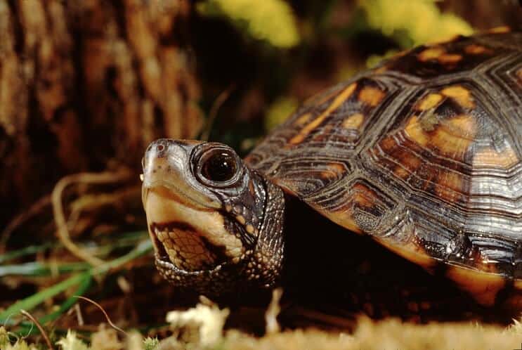 Ghid complet de îngrijire pentru broasca țestoasă de casă: dietă, habitat și multe altele ...