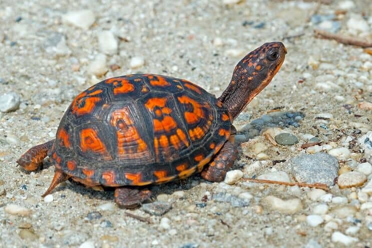 Cum să aveți grijă de o broască țestoasă - Lista de ghiduri de rasă finală