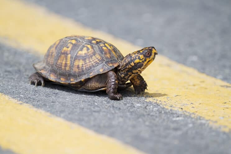 Îngrijirea Turtle Box