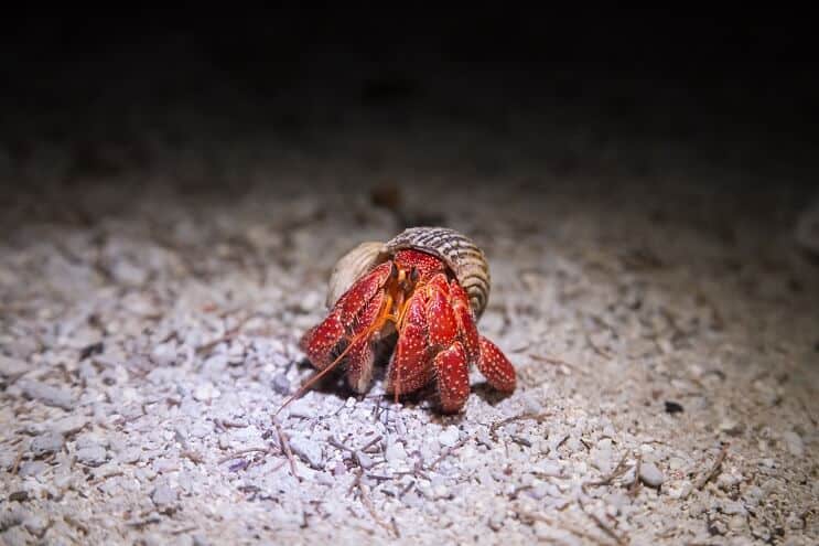Crab pustnic cu căpșuni