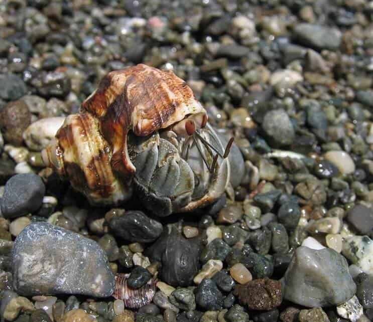 Crab pustnic ecuadorian